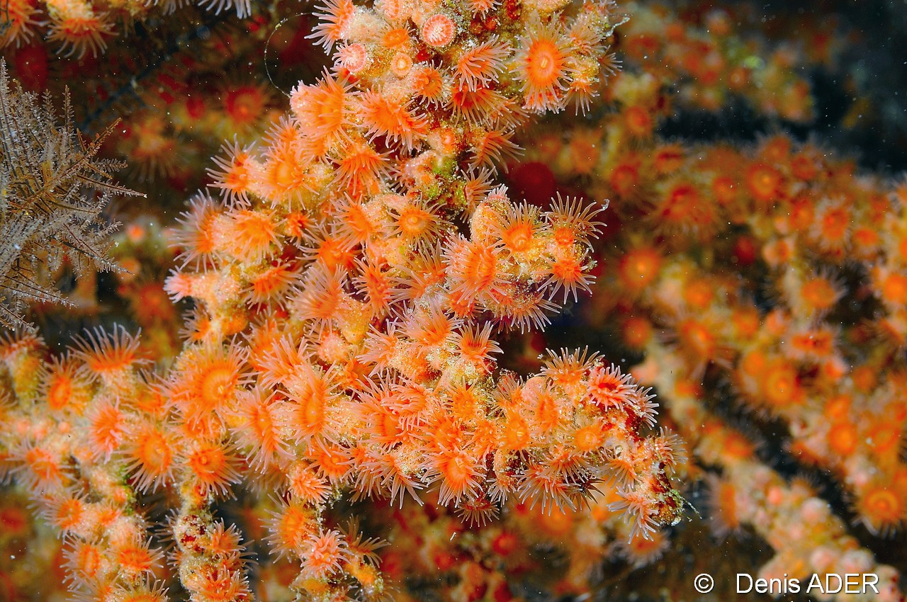 Parazoanthus sp Anemone encroutante sur Antipathaires-Cap-Vert-Pointe Flamengo-16m-20150410-Denis-ADER-DSC_0105_tn.jpg